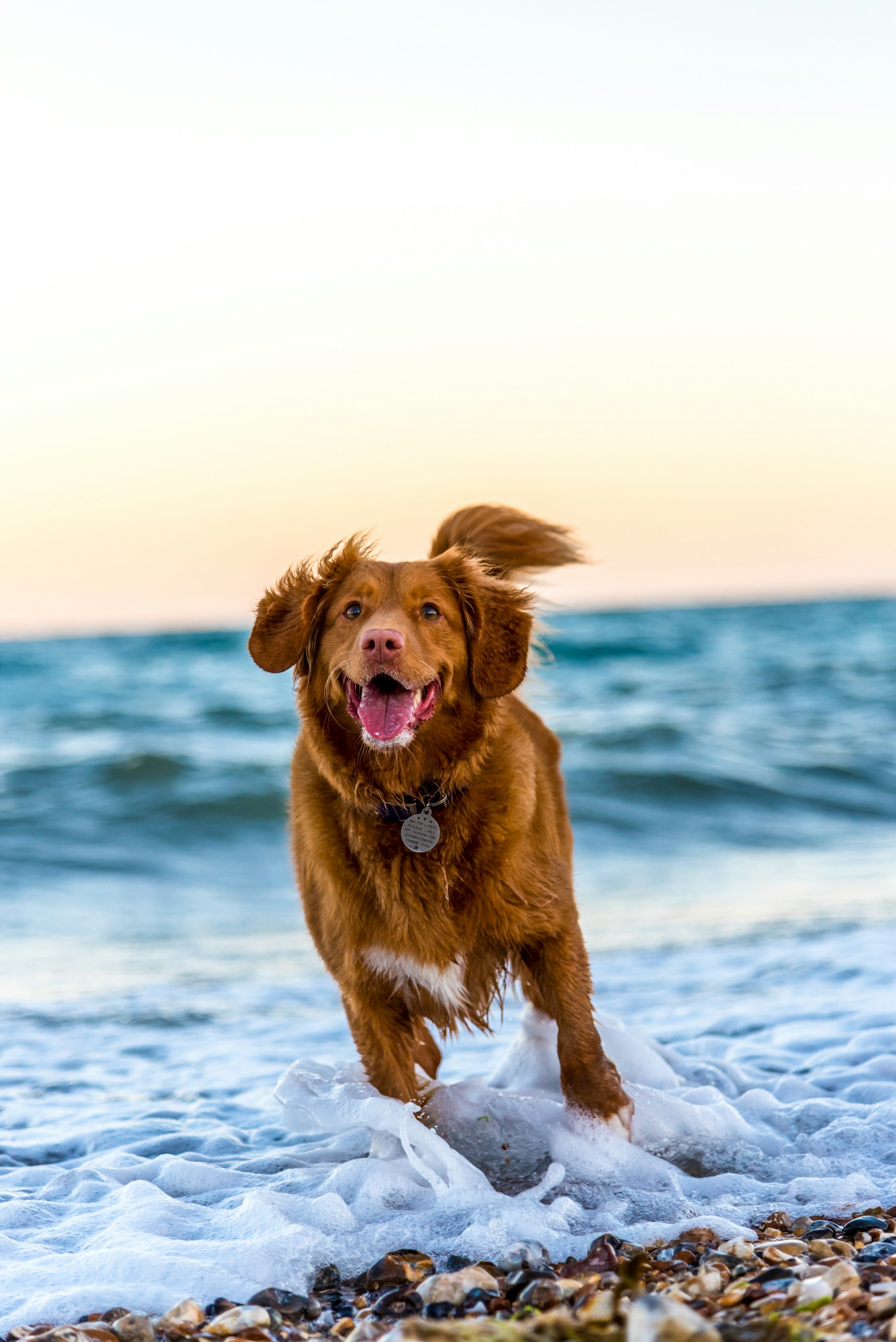 A dog standing beside a person near the coast