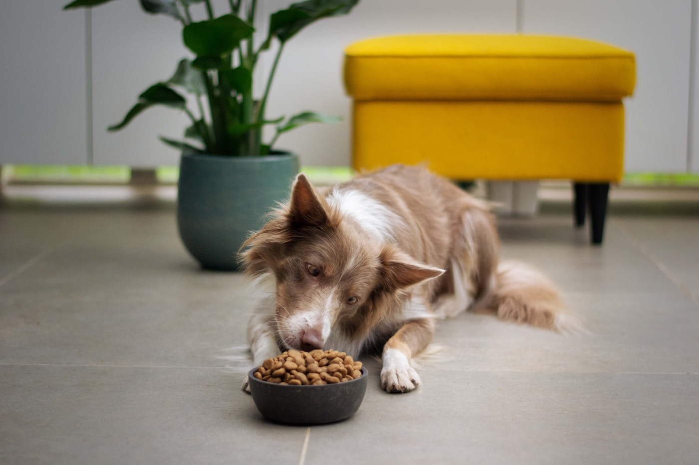 A brown and white dog eating from a bowl