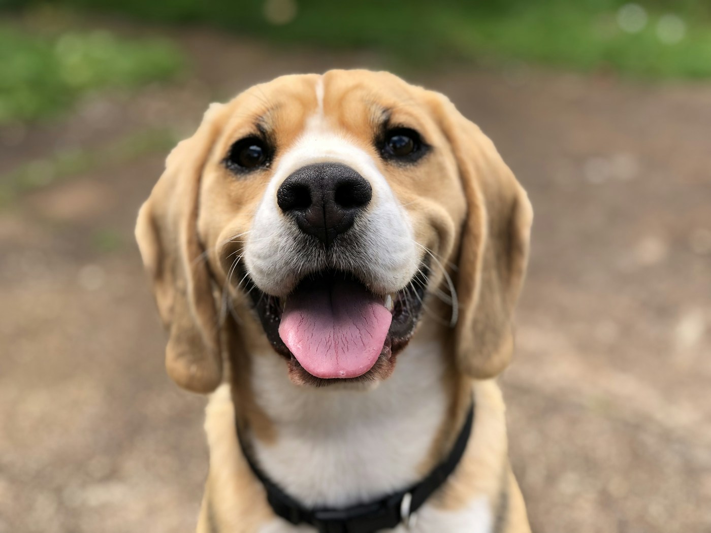 A beagle sitting calmly in a simple home interior