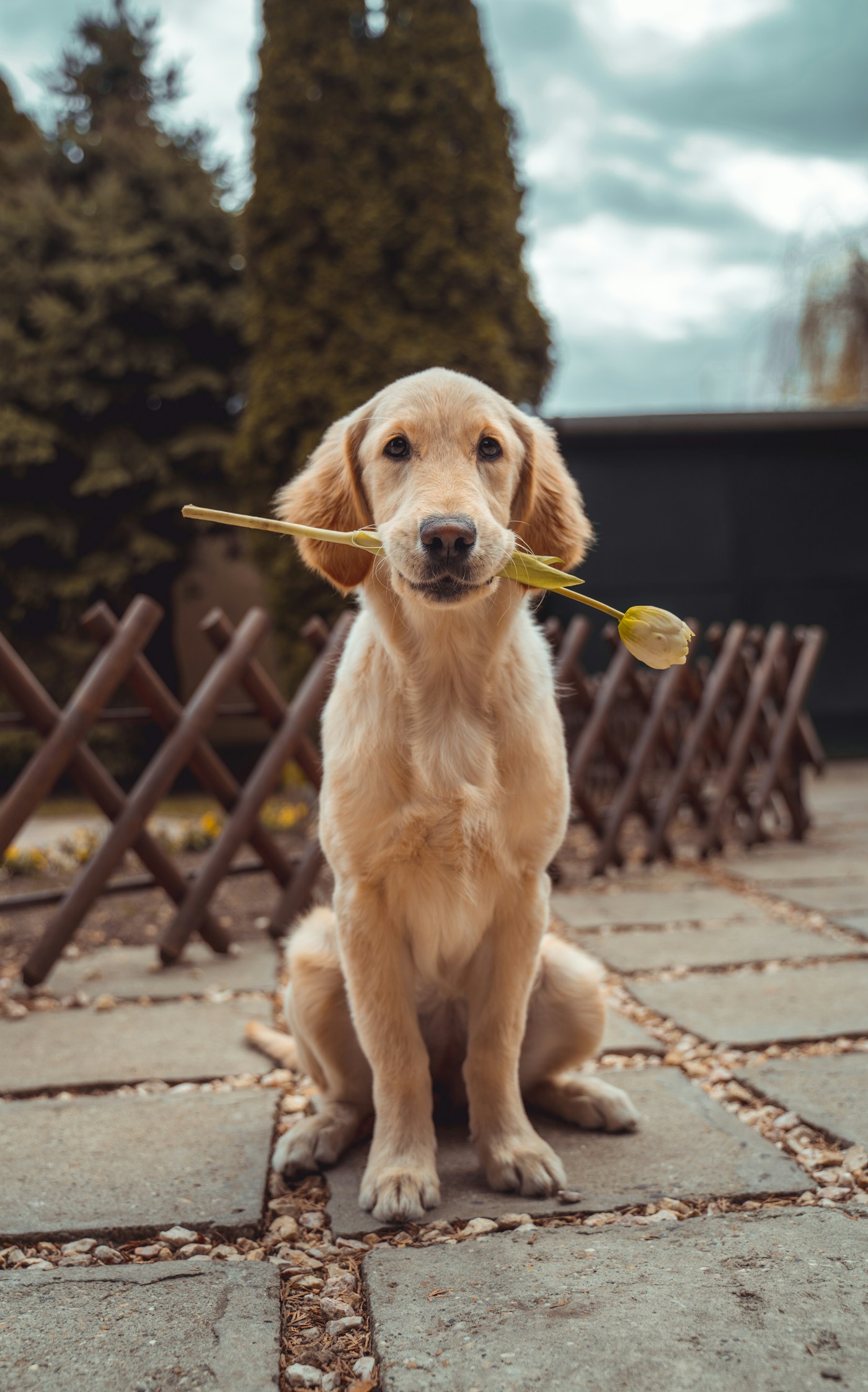 A golden retriever looking attentively toward the camera
