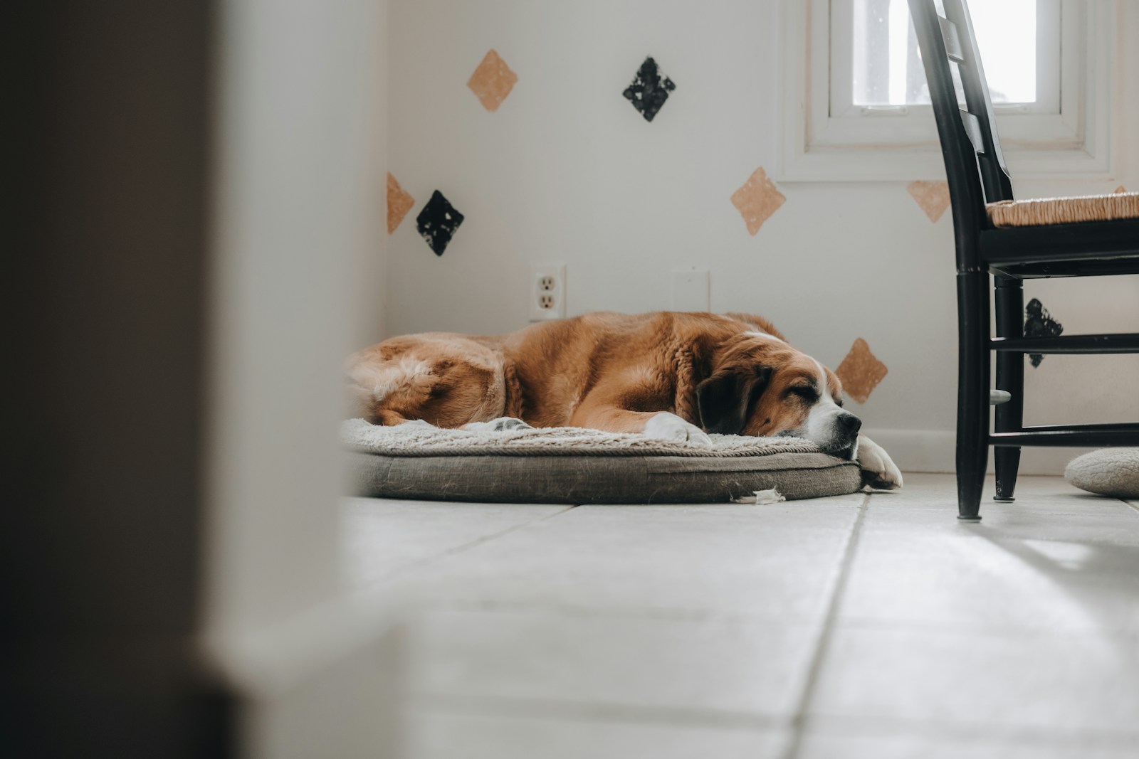 A large dog sleeping on its bed in a bright room