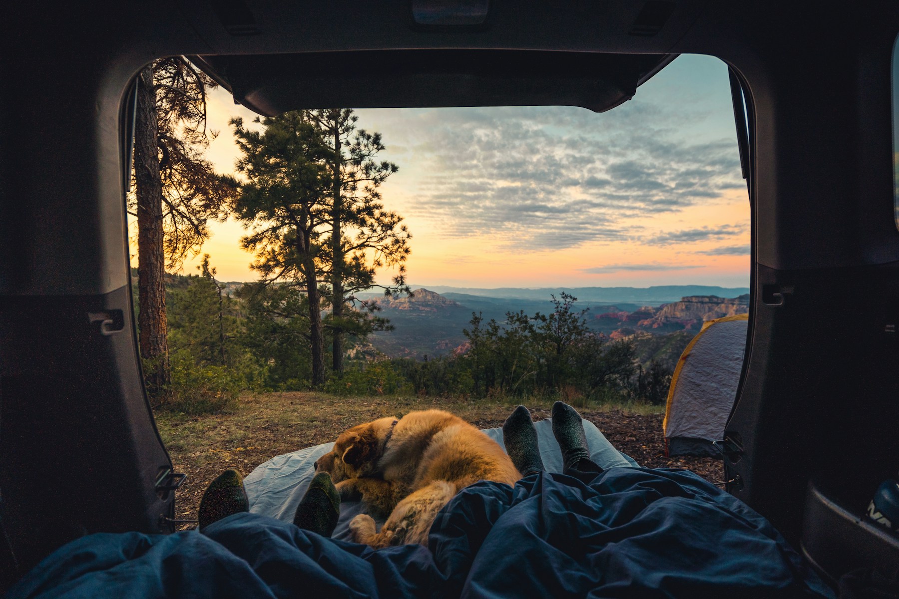 A dog resting in the back of a car at a forest campsite