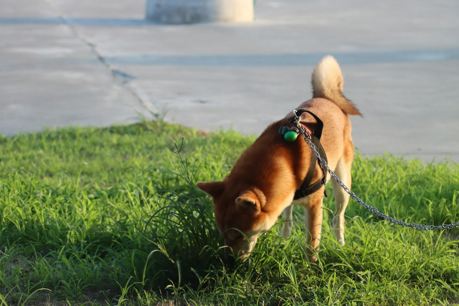 A white dog sniffing grass while wearing a harness
