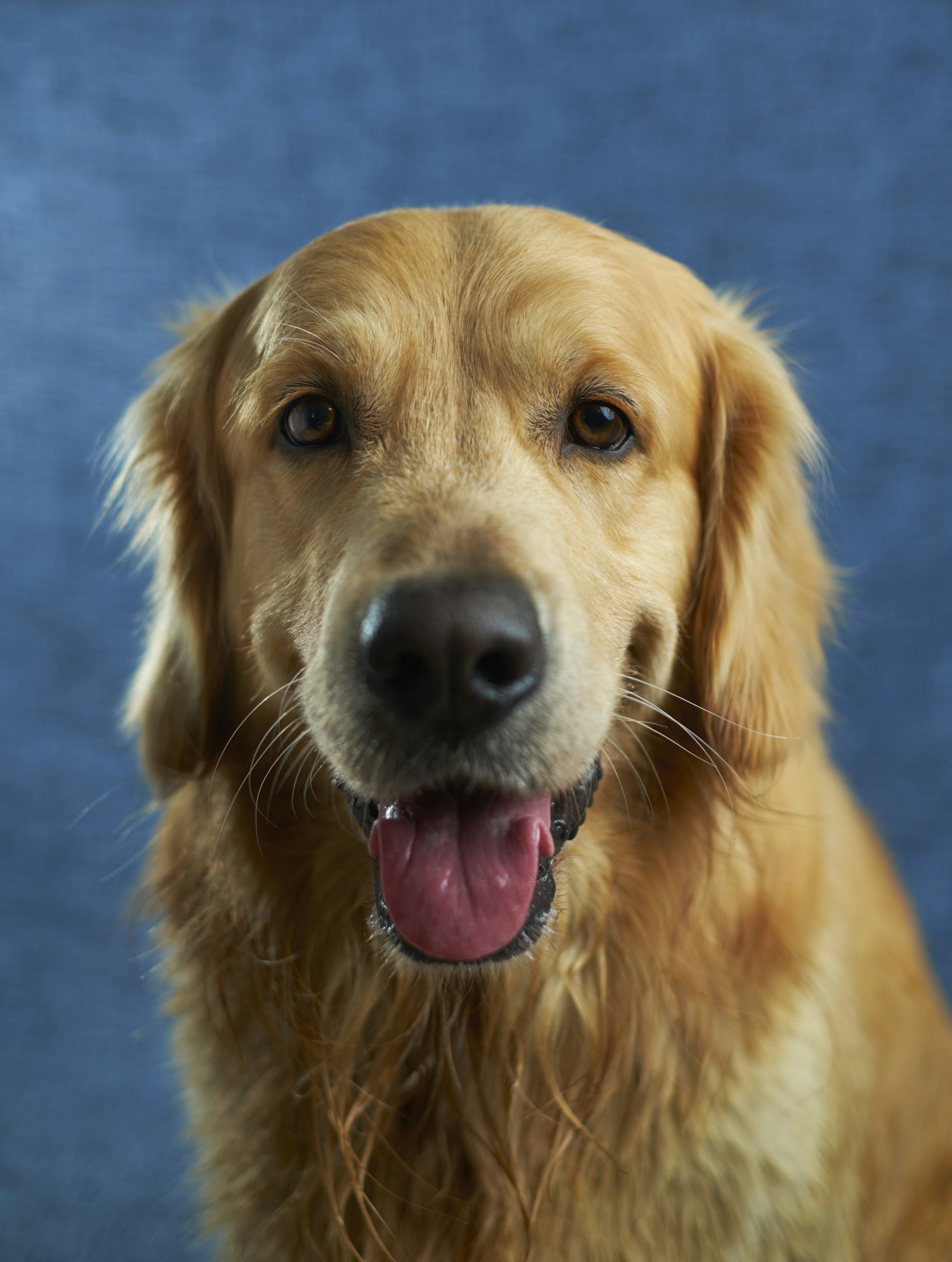 An adult golden retriever looking attentively ahead