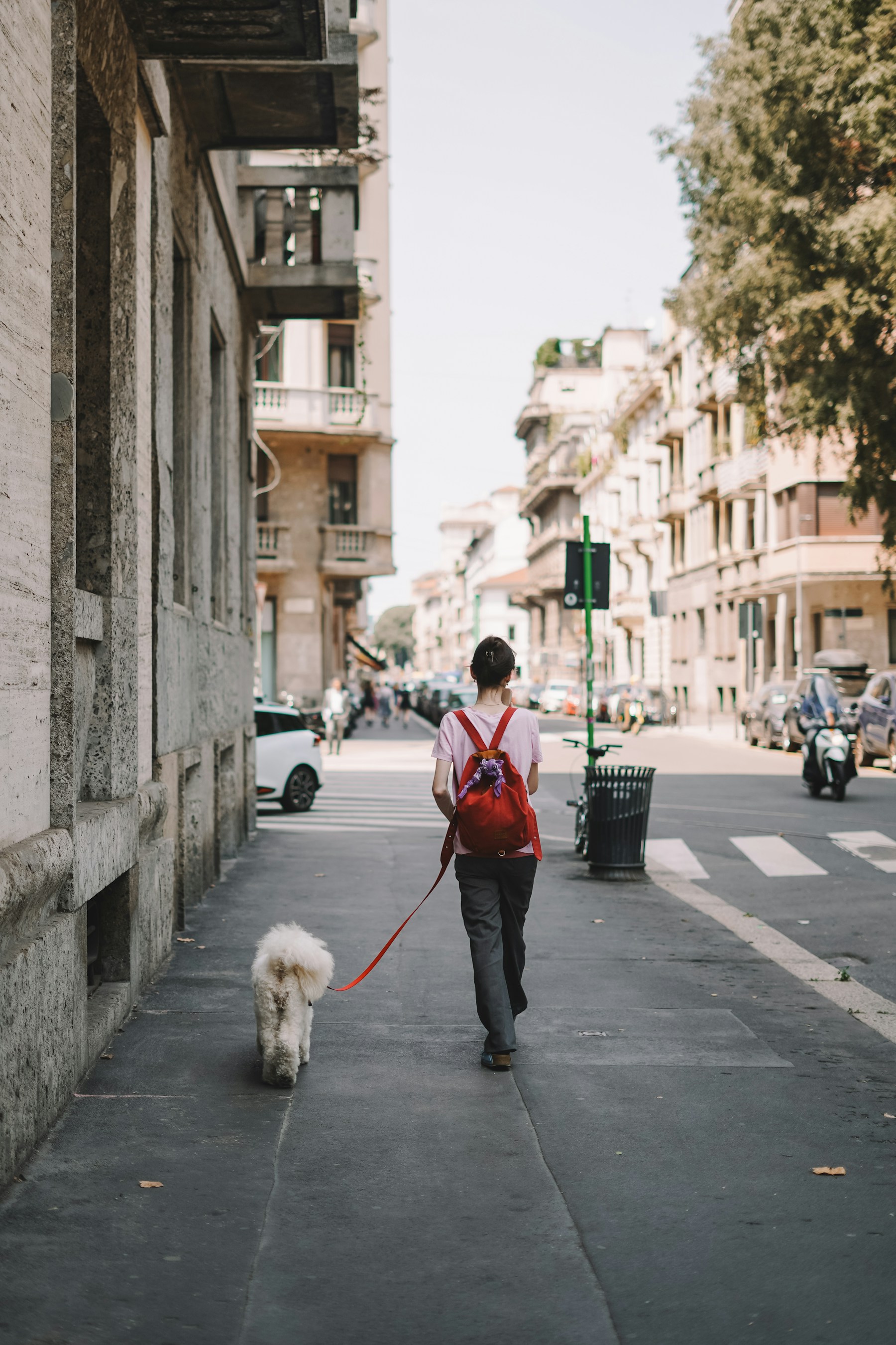 A person walking a white dog along a city street